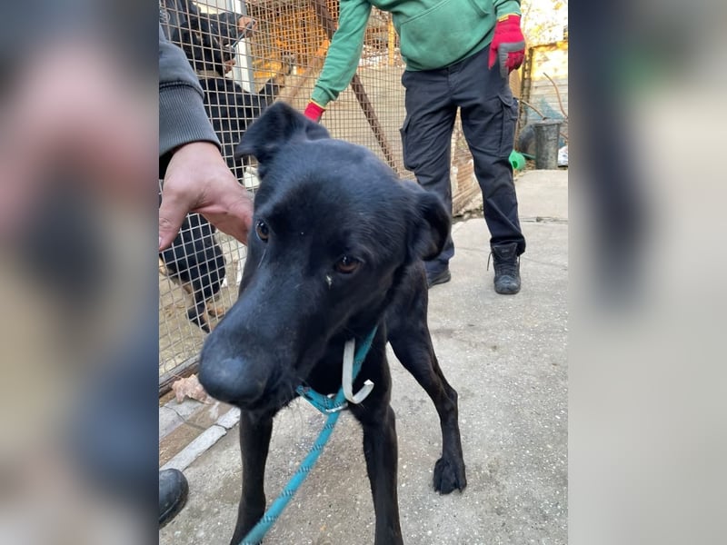 Kaszo, aufgeschlossen, liebt Menschen….so so süß ❤️