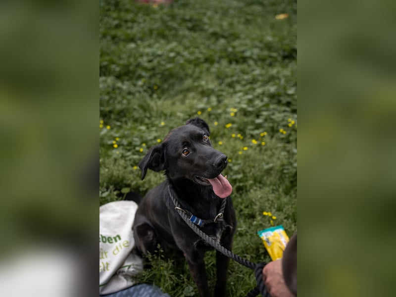 Kaszo, aufgeschlossen, liebt Menschen….so so süß ❤️