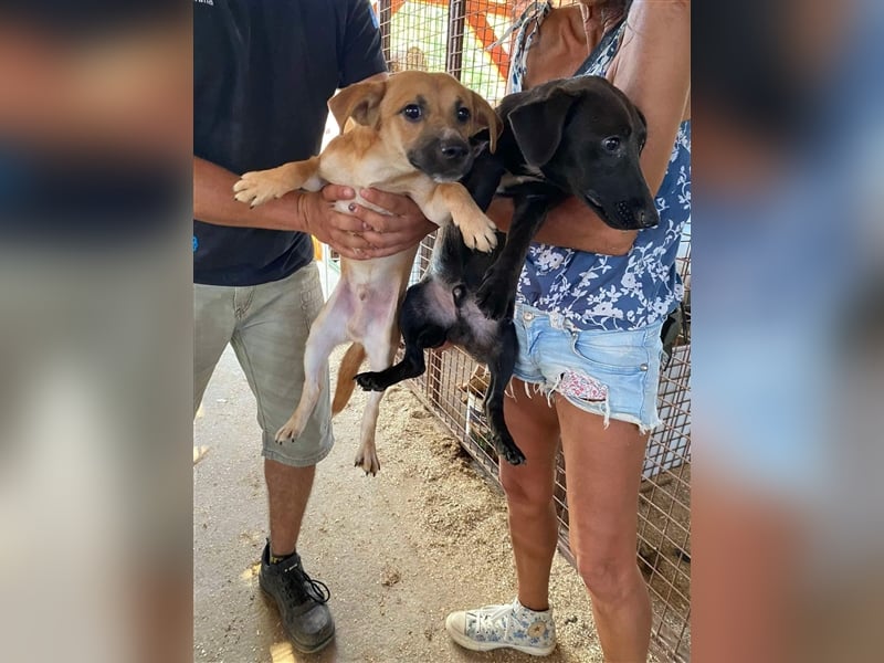 Pali, kleiner Sonnenschein freut sich auf seine Menschen