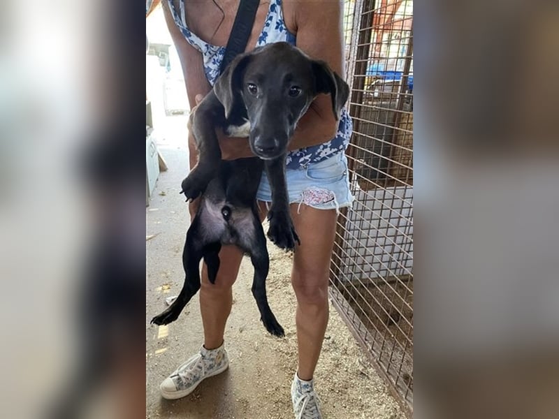 Pali, kleiner Sonnenschein freut sich auf seine Menschen