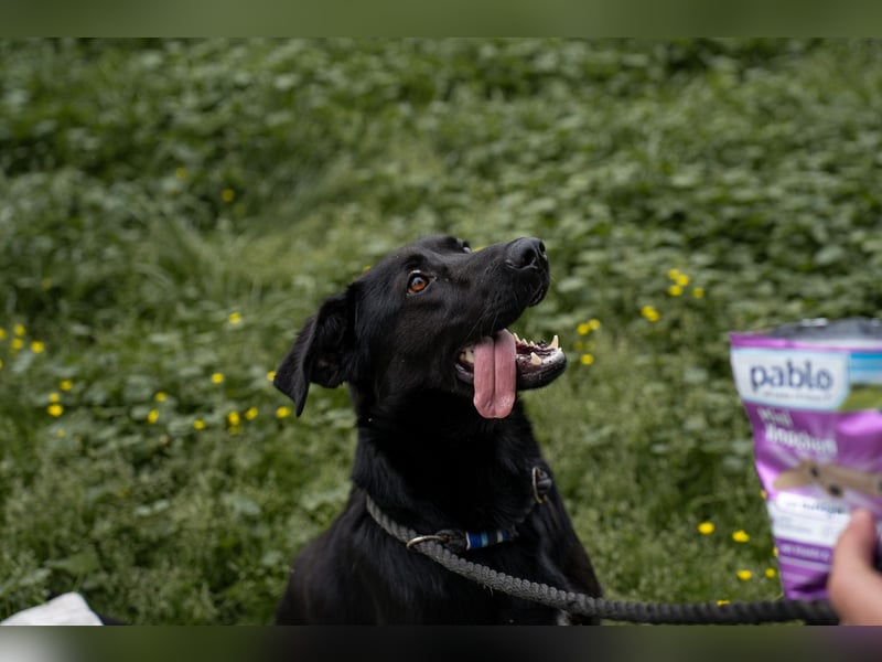 Kaszo, aufgeschlossen, liebt Menschen….so so süß ❤️