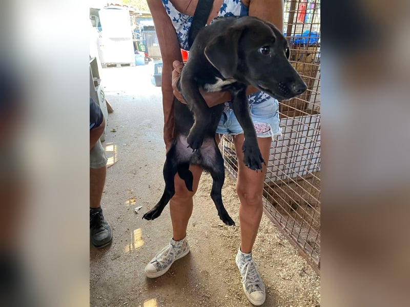 Pali, kleiner Sonnenschein freut sich auf seine Menschen