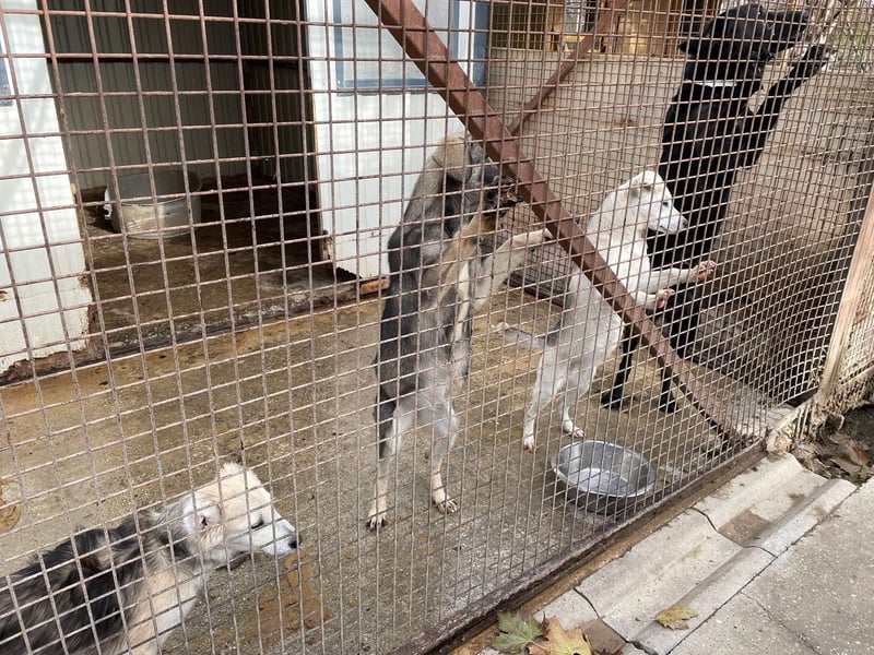 Kaszo, aufgeschlossen, liebt Menschen….so so süß ❤️