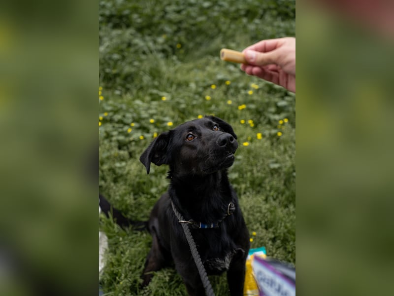 Kaszo, aufgeschlossen, liebt Menschen….so so süß ❤️