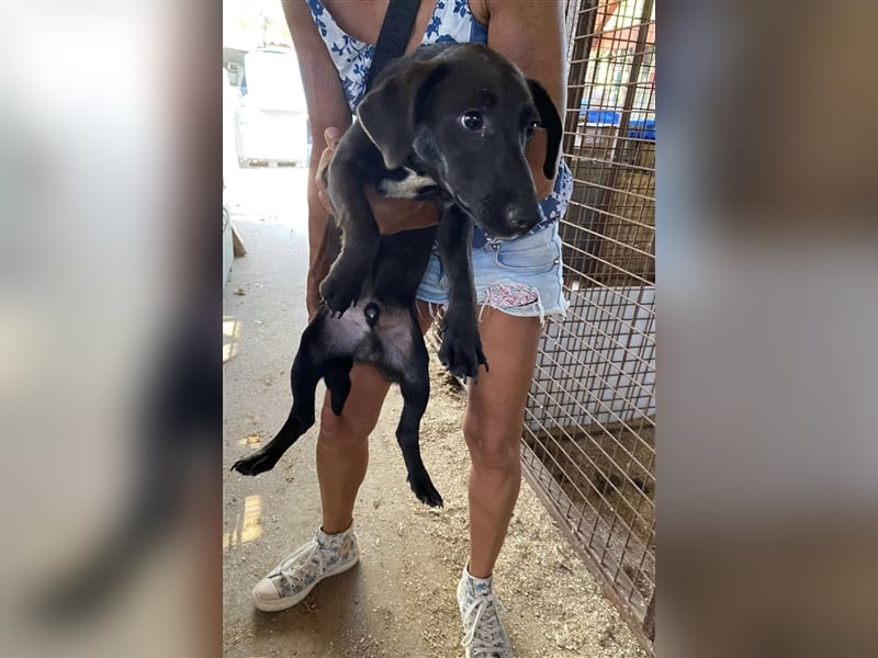 Pali, kleiner Sonnenschein freut sich auf seine Menschen