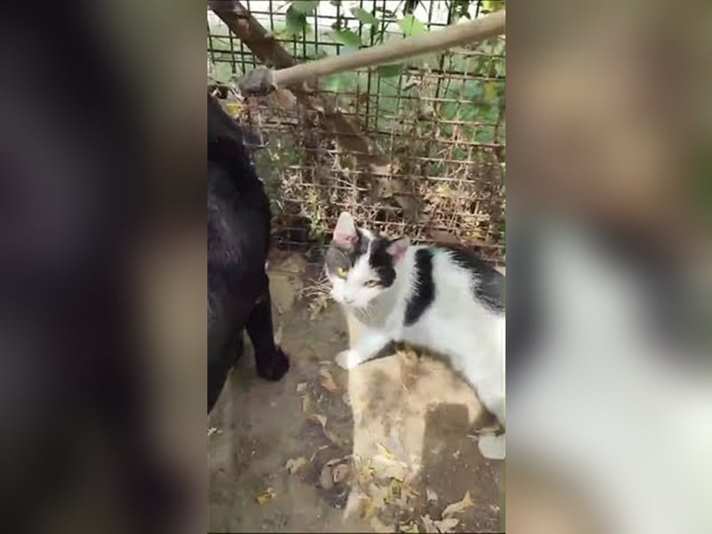 Nero 2 sensibel sucht sein HappyEnd und Menschen mit Geduld