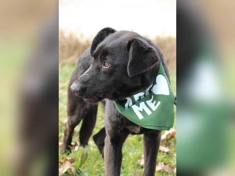 Kaszo, aufgeschlossen, liebt Menschen….so so süß ❤️