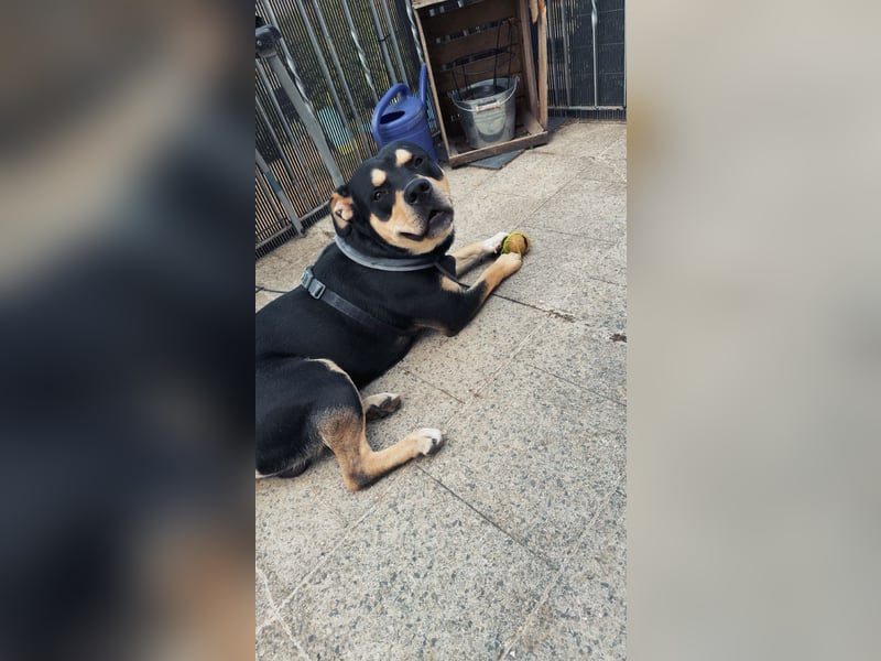 Django/ Old English Bulldog