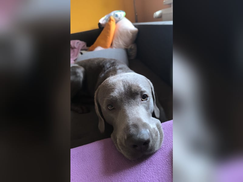 Labrador Deckrüde Chester – Silber, 2 Jahre