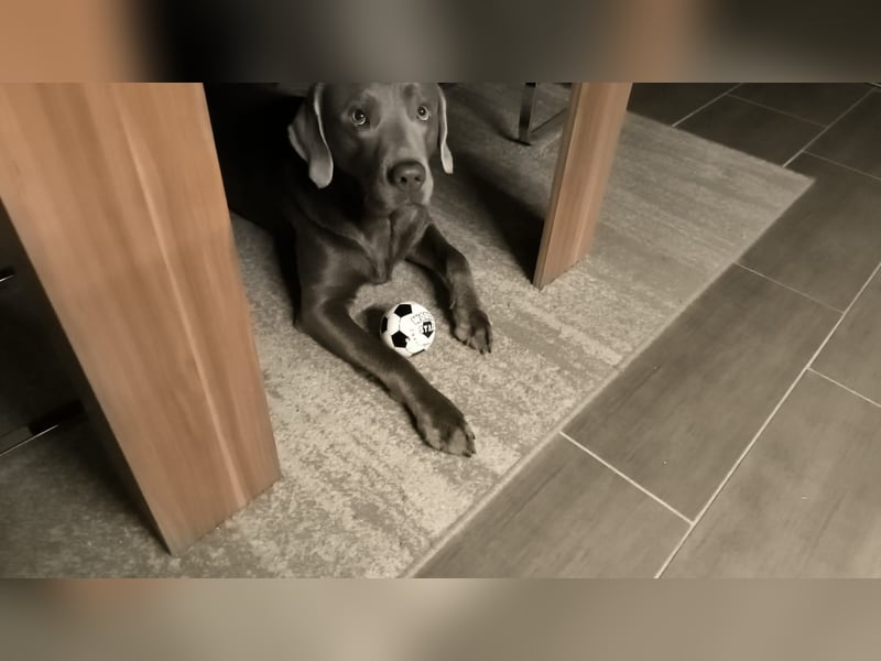 Labrador Deckrüde Chester – Silber, 2 Jahre
