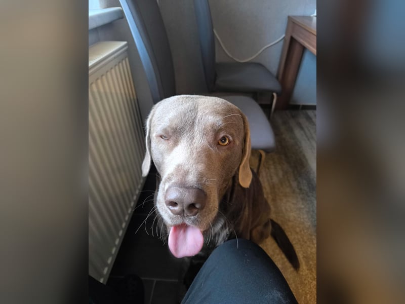 Labrador Deckrüde Chester – Silber, 2 Jahre