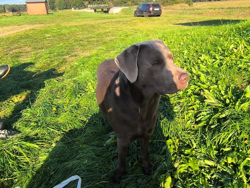 Labrador Deckrüde Chester – Silber, 2 Jahre