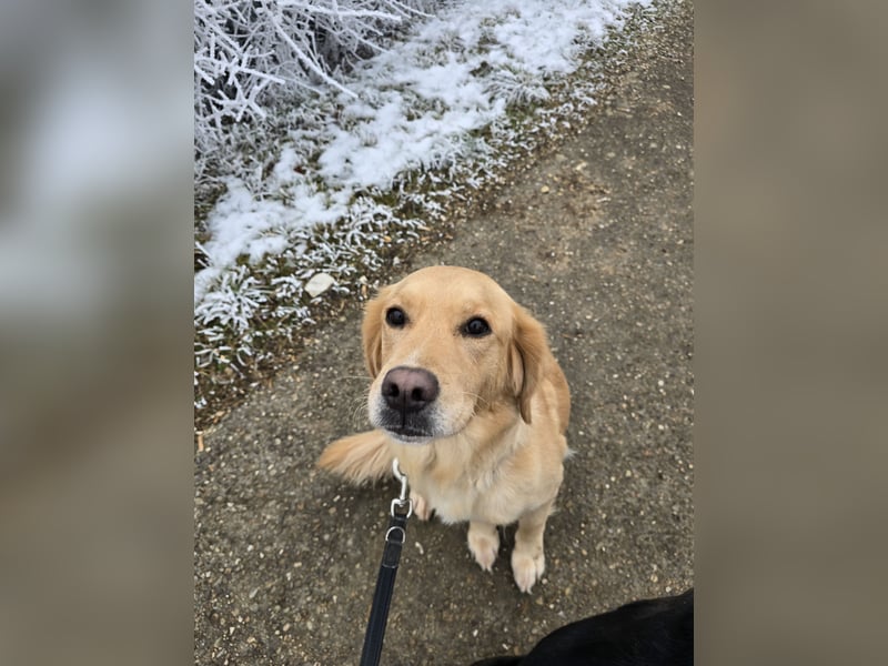 5-jährige Golden-Retriever × Labrador-Appenzeller-Mischlingshündin, unsterilisiert, schweren Herzens