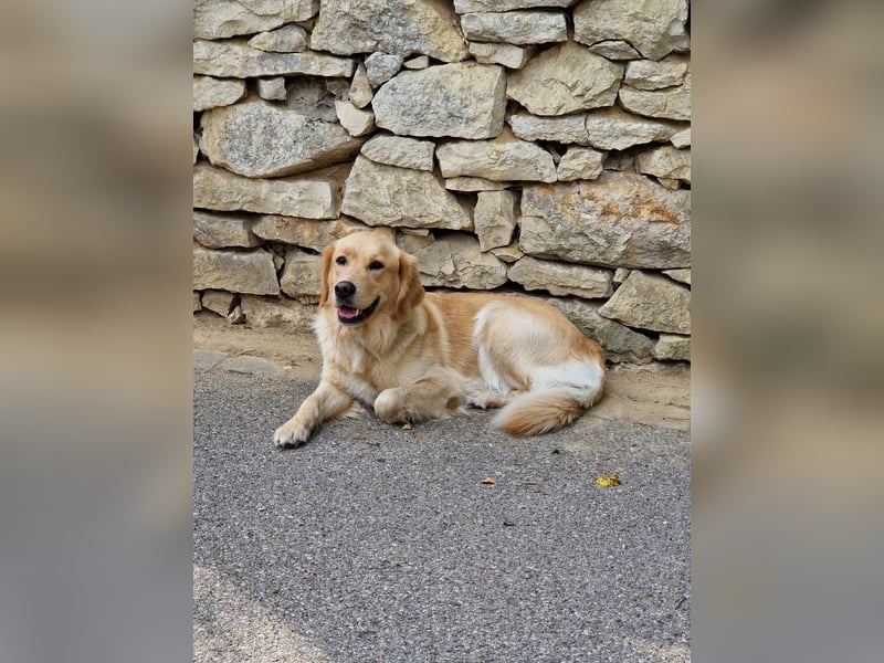 5-jährige Golden-Retriever × Labrador-Appenzeller-Mischlingshündin, unsterilisiert, schweren Herzens