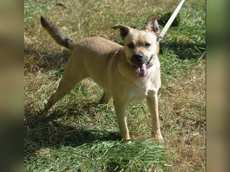 Krystal - Temperamentvolle Hündin, ca. 01.2018 geboren