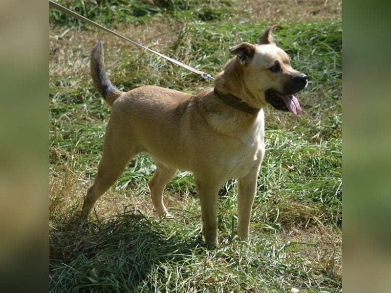 Krystal - Temperamentvolle Hündin, ca. 01.2018 geboren