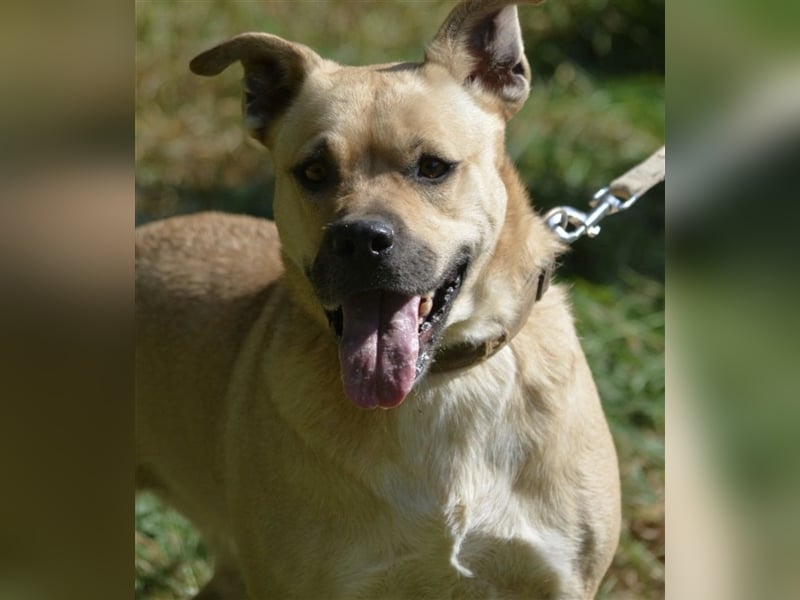 Krystal - Temperamentvolle Hündin, ca. 01.2018 geboren