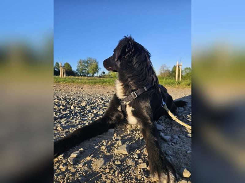 Labrador-Mix Dame Labras sucht liebevolles Für-immer-Zuhause