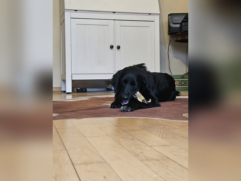 Labrador-Mix Dame Labras sucht liebevolles Für-immer-Zuhause