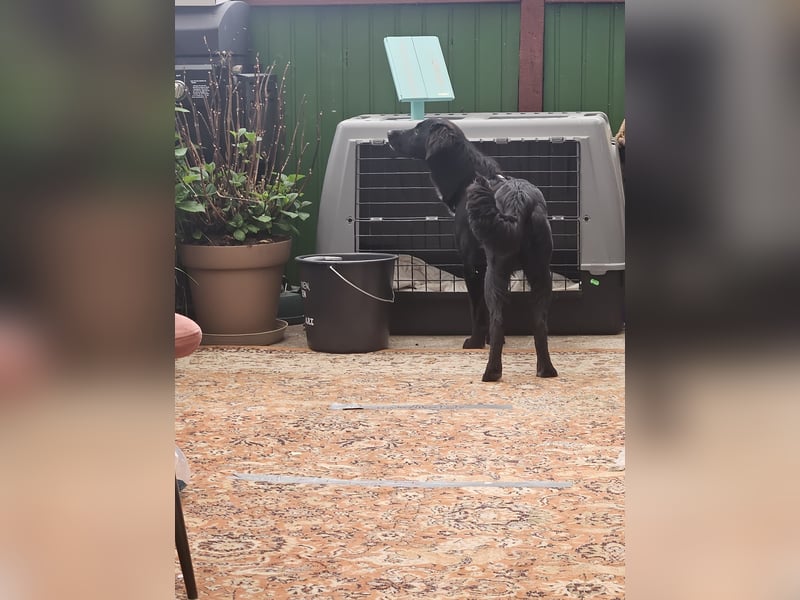 Labrador-Mix Dame Labras sucht liebevolles Für-immer-Zuhause