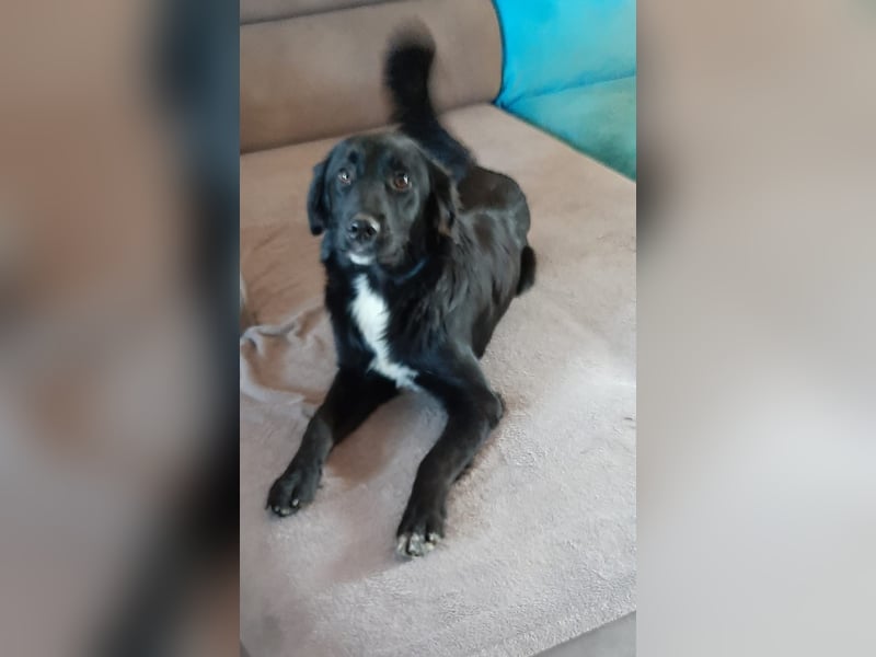 Labrador-Mix Dame Labras sucht liebevolles Für-immer-Zuhause