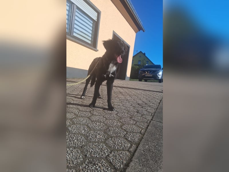 Labrador-Mix Dame Labras sucht liebevolles Für-immer-Zuhause