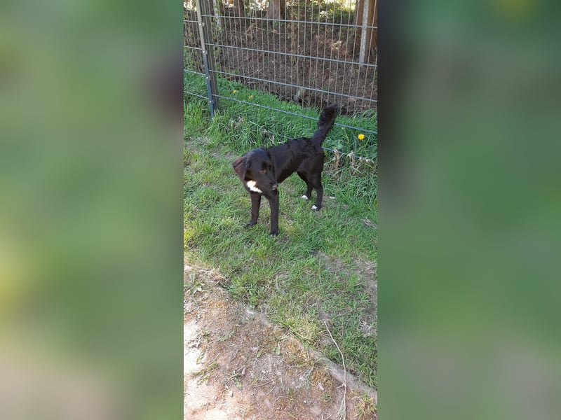 Labrador-Mix Dame Labras sucht liebevolles Für-immer-Zuhause