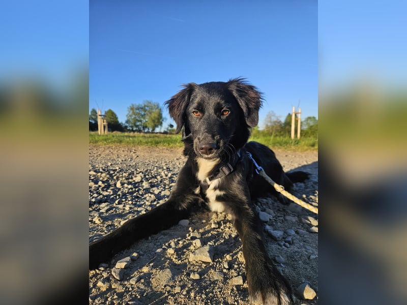 Labrador-Mix Dame Labras sucht liebevolles Für-immer-Zuhause