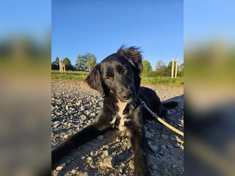 Labrador-Mix Dame Labras sucht liebevolles Für-immer-Zuhause