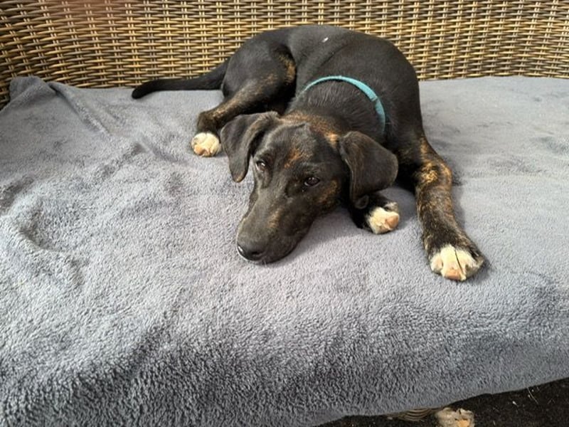 Mylo, junger Weltentdecker