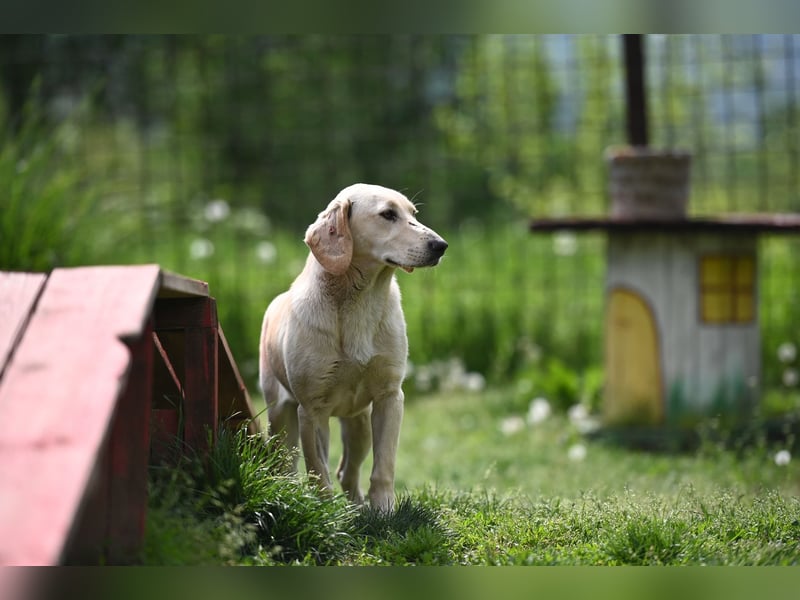 Romy - Labimixhündin sucht Familienanschluss