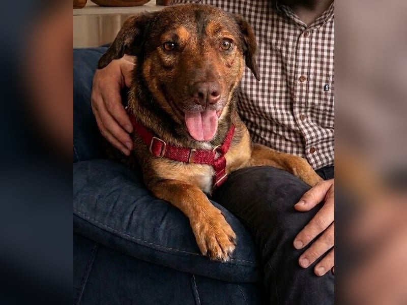 Luna, ganz lieber Familienhund