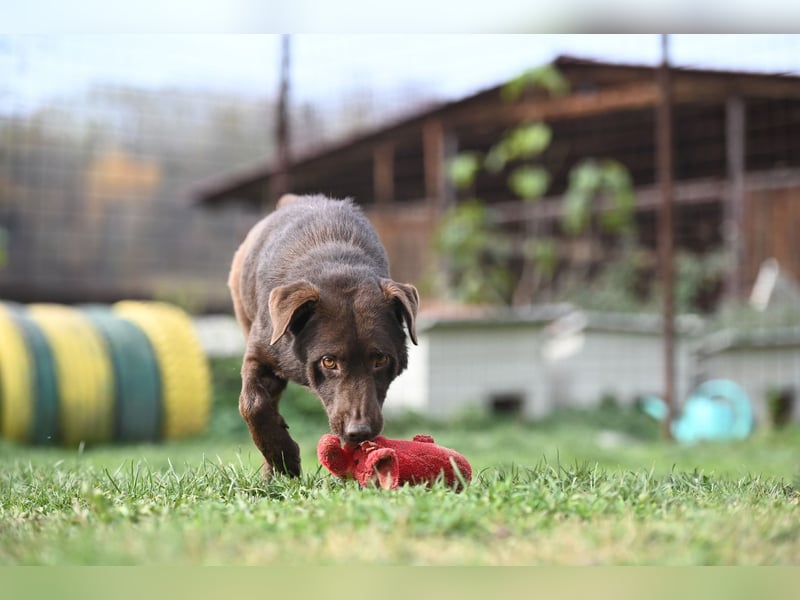 Tony - sanfter Herzenshund sucht liebevolles Zuhause