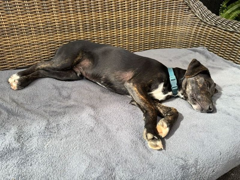 Mylo, junger Weltentdecker