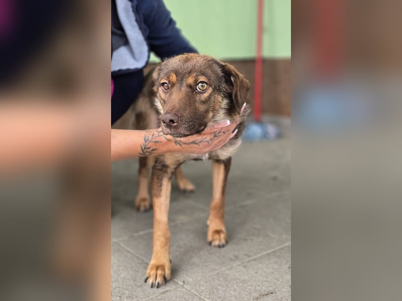 Luna, junge Mischlingshündin
