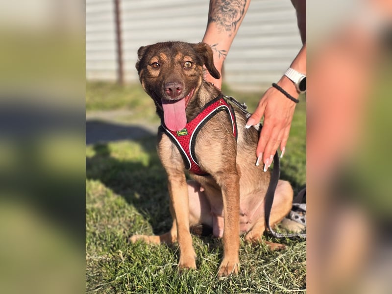 Luna, ganz lieber Familienhund