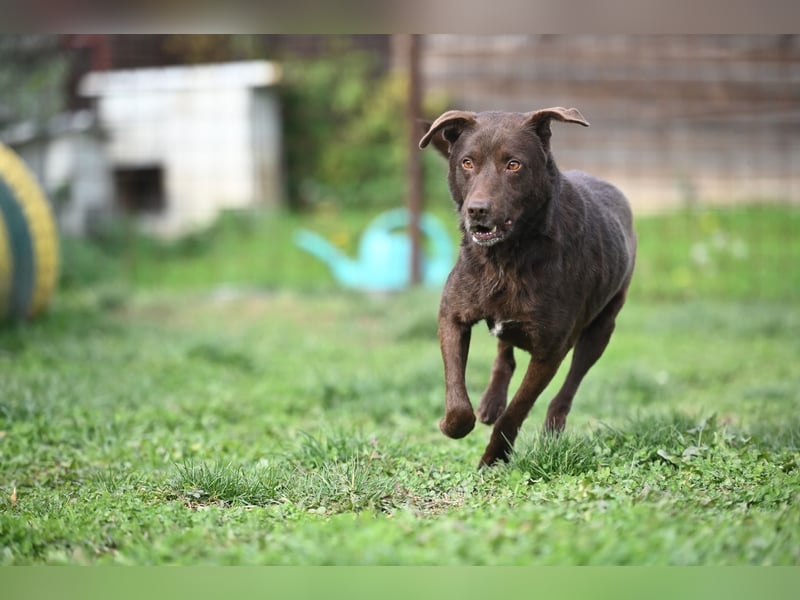 Tony - sanfter Herzenshund sucht liebevolles Zuhause