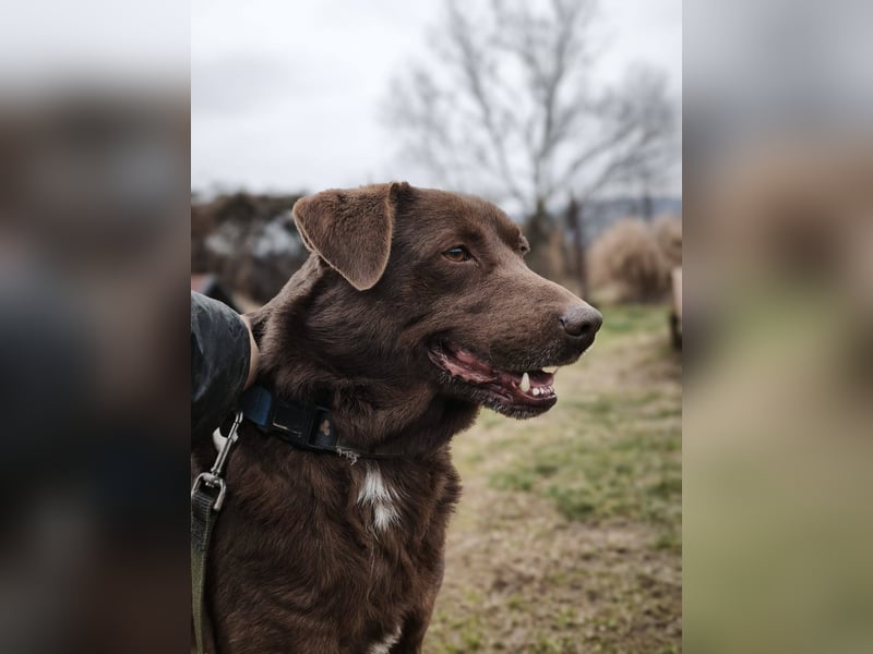Tony - sanfter Herzenshund sucht liebevolles Zuhause