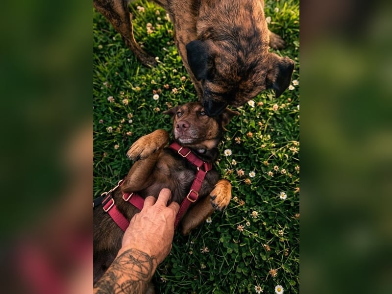 Luna, ganz lieber Familienhund