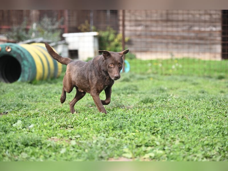 Tony - sanfter Herzenshund sucht liebevolles Zuhause