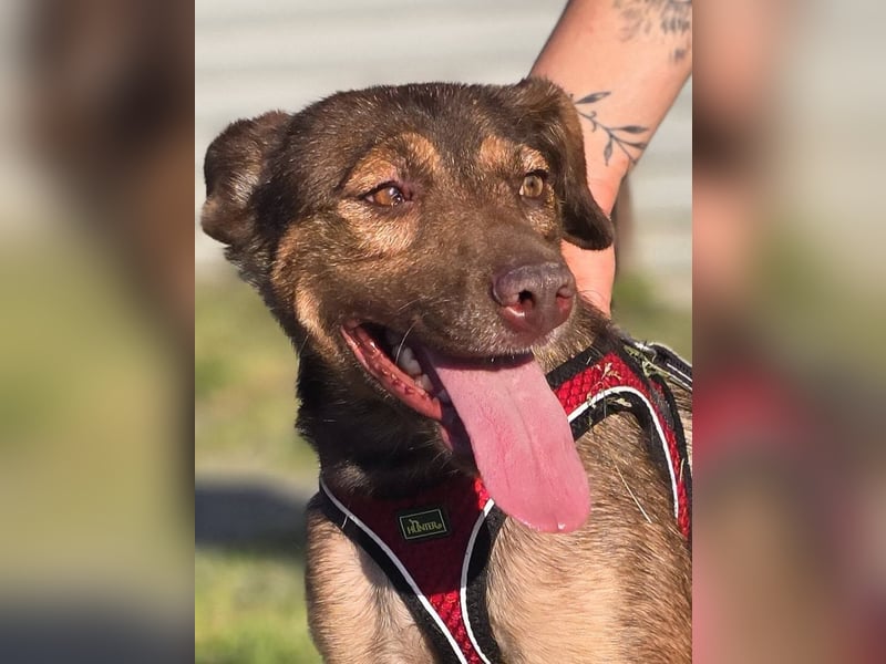 Luna, ganz lieber Familienhund