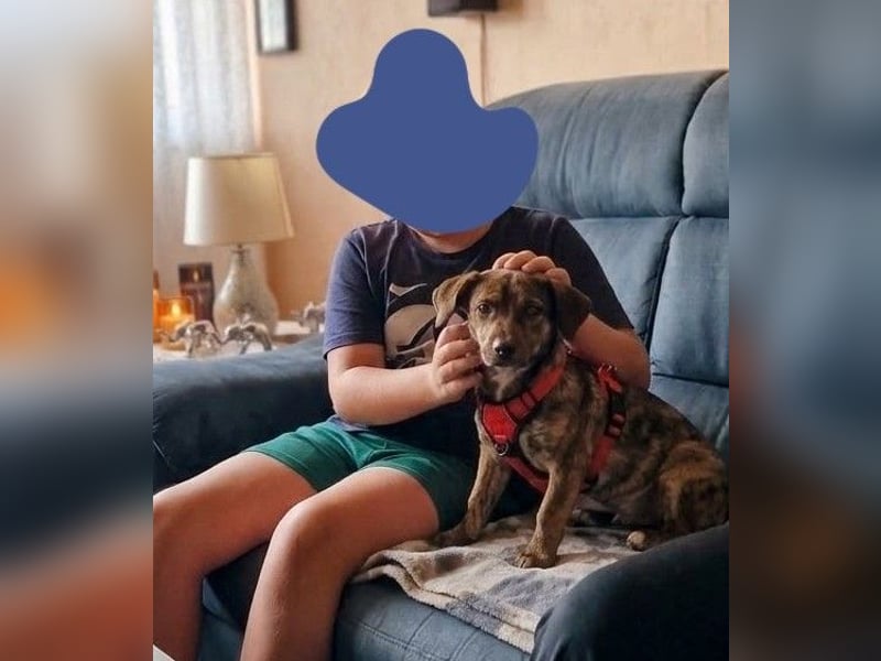 Luna, ganz lieber Familienhund