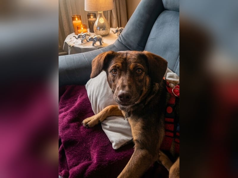 Luna, ganz lieber Familienhund