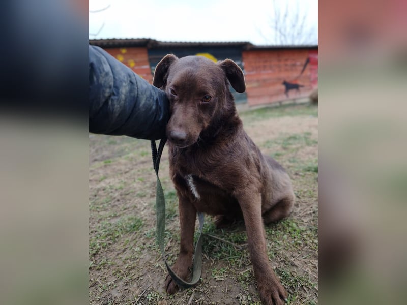 Tony - sanfter Herzenshund sucht liebevolles Zuhause