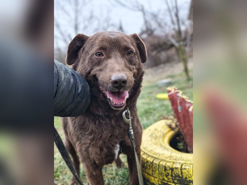 Tony - sanfter Herzenshund sucht liebevolles Zuhause