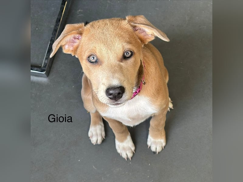 Gia, bildhübsches Mischlingsmädchen