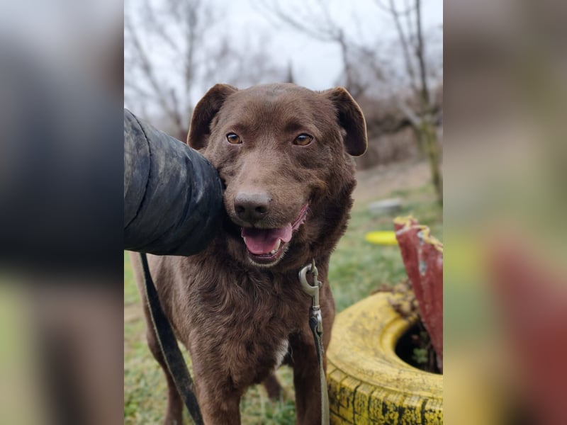 Tony - sanfter Herzenshund sucht liebevolles Zuhause