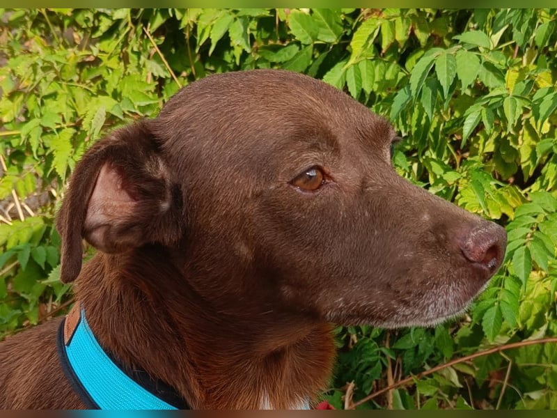 Cacao