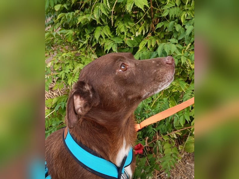 Cacao