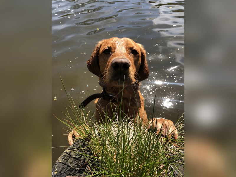 Labrador Hund Rüde sucht dringend neues Zuhause – schweren Herzens abzugeben